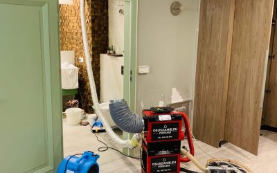 Skutki niewłaściwego osuszania po zalaniu – pleśń i grzyb w budynku